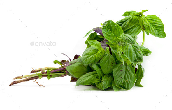 bunch of basil Stock Photo by perutskyy | PhotoDune